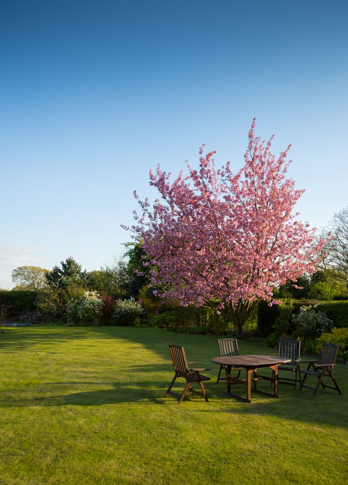 about-us Peaceful garden with a blooming cherry tree and wooden outdoor furniture under a blue sky.